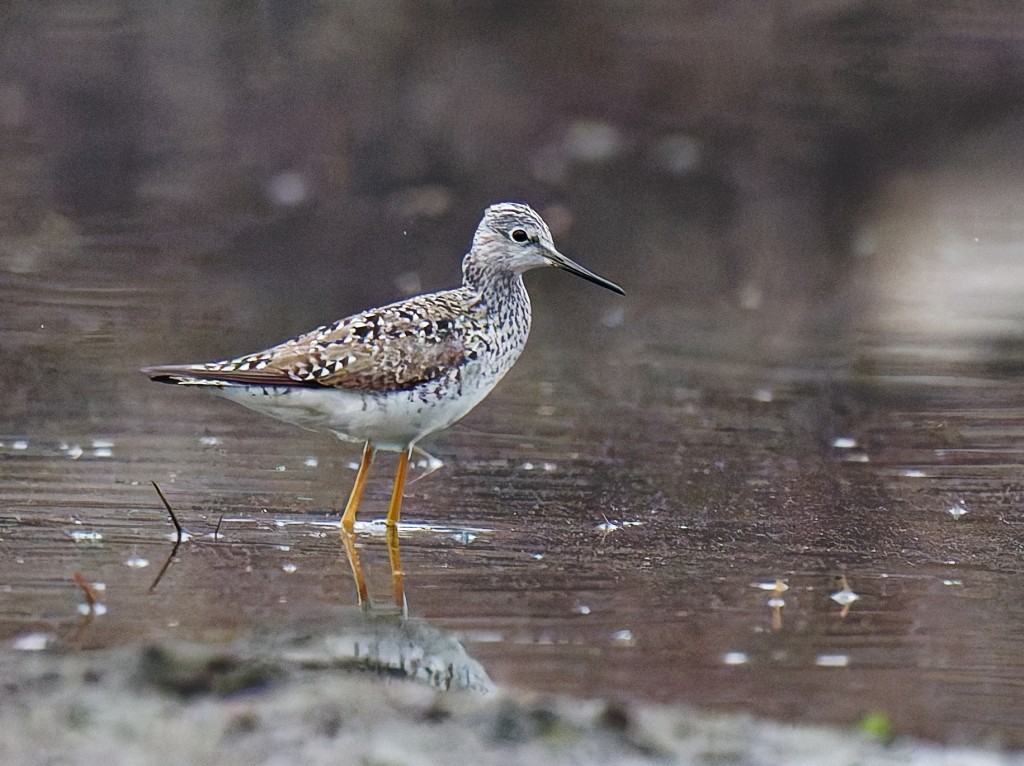 Lesser Yellowlegs© Paul WinerGreen Island WMA4/18/25