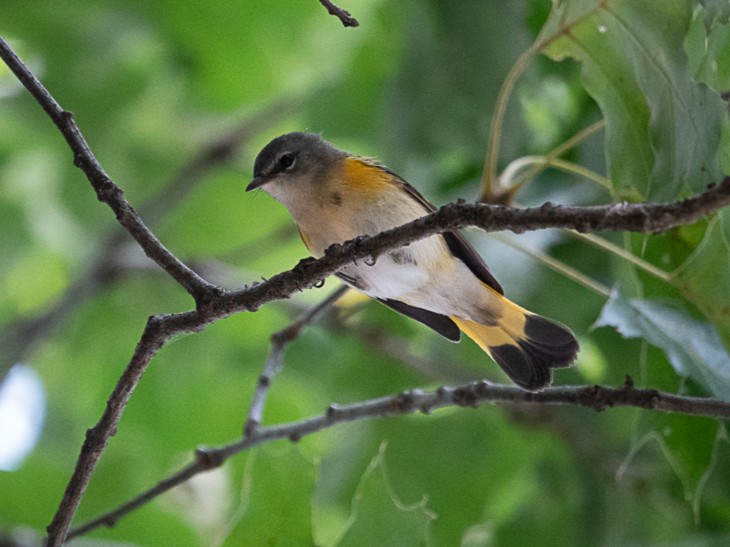 American RedstartMines of Spain SRA9/3/25© Marty Corfman
