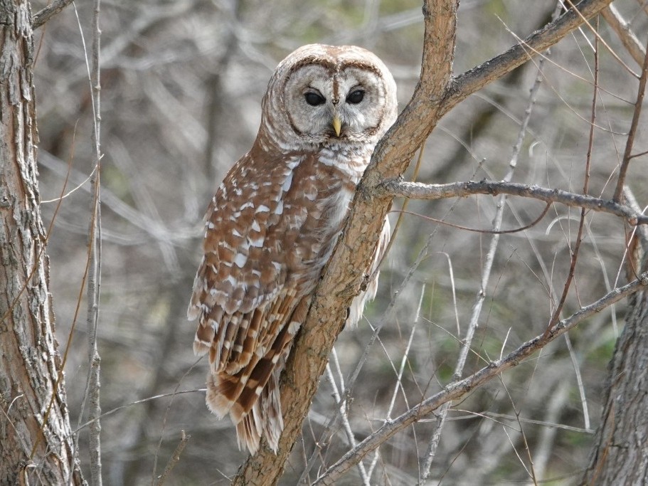 Barred Owl© Marty CorfmanCedar Rapids, IA4/16/25