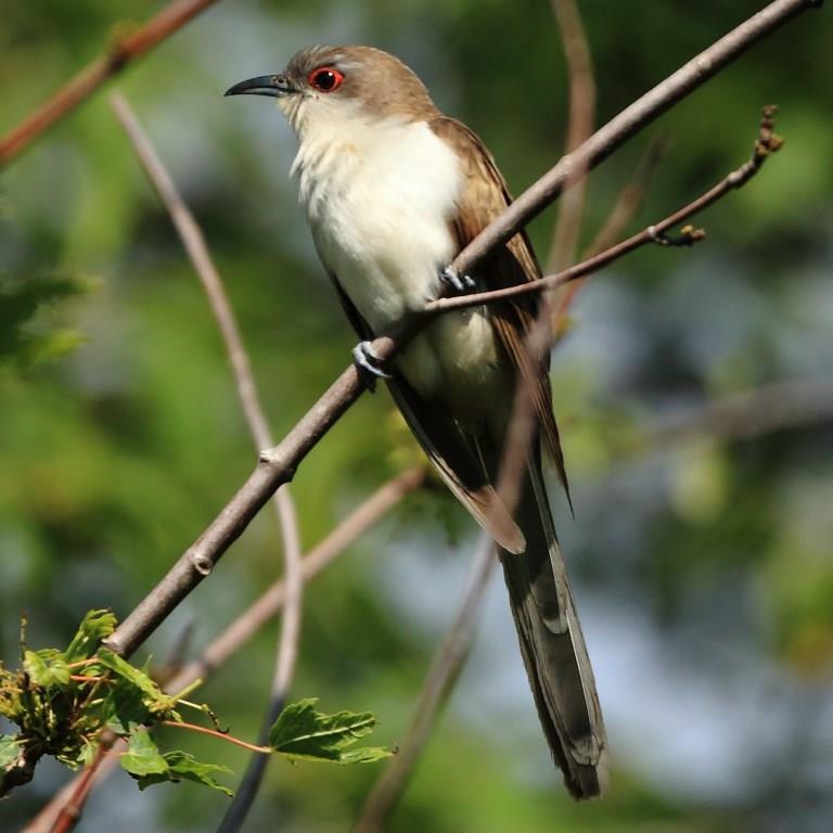 Black-billed Cuckoo