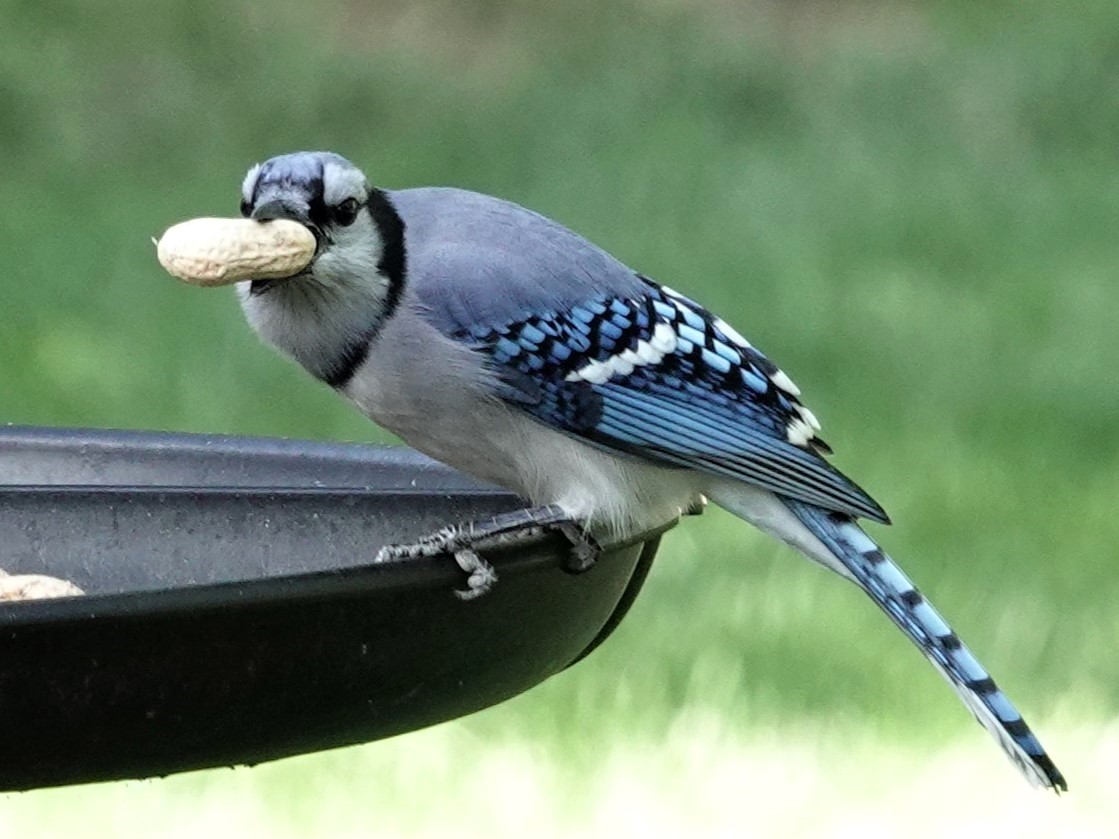Blue JayDubuque, IA10/2/23© Marty Corfman