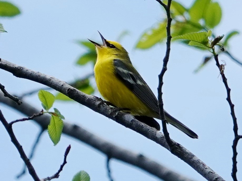 Blue-winged Warbler