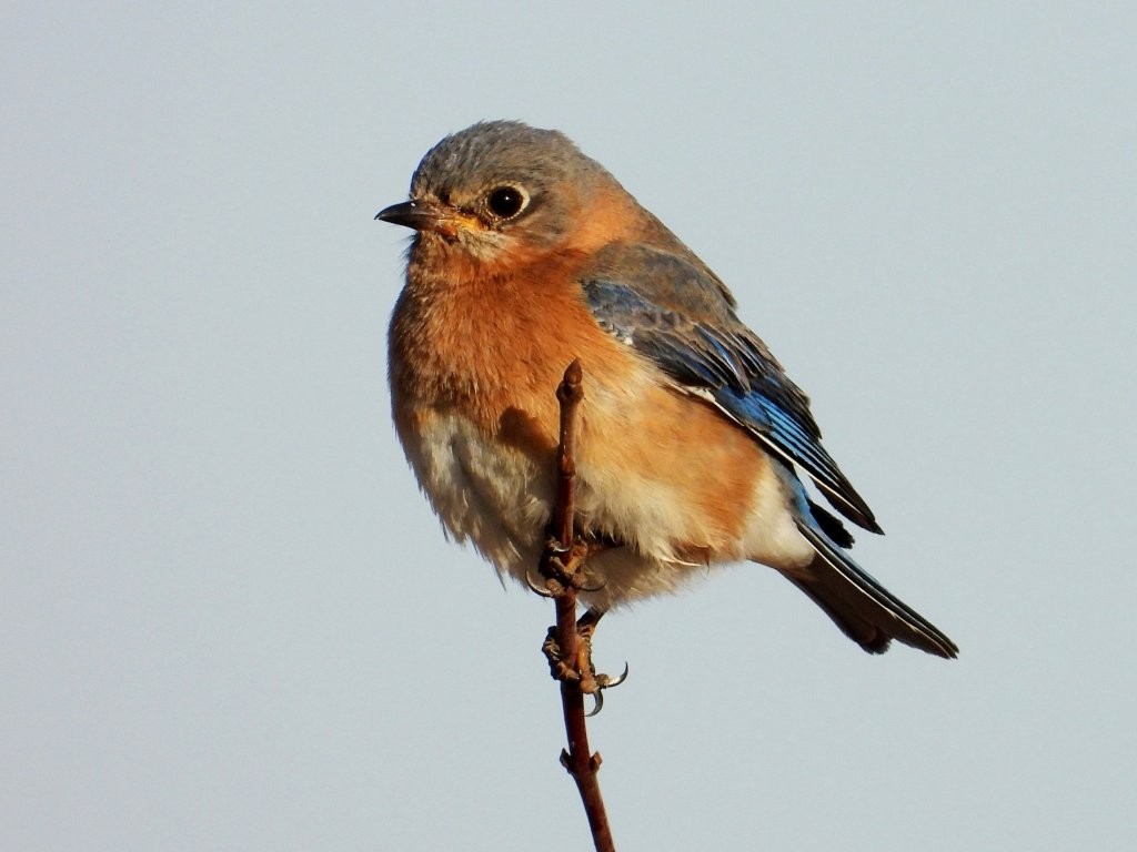 Eastern BluebirdCedar Rapids, IA4/6/25© Mary Leigh