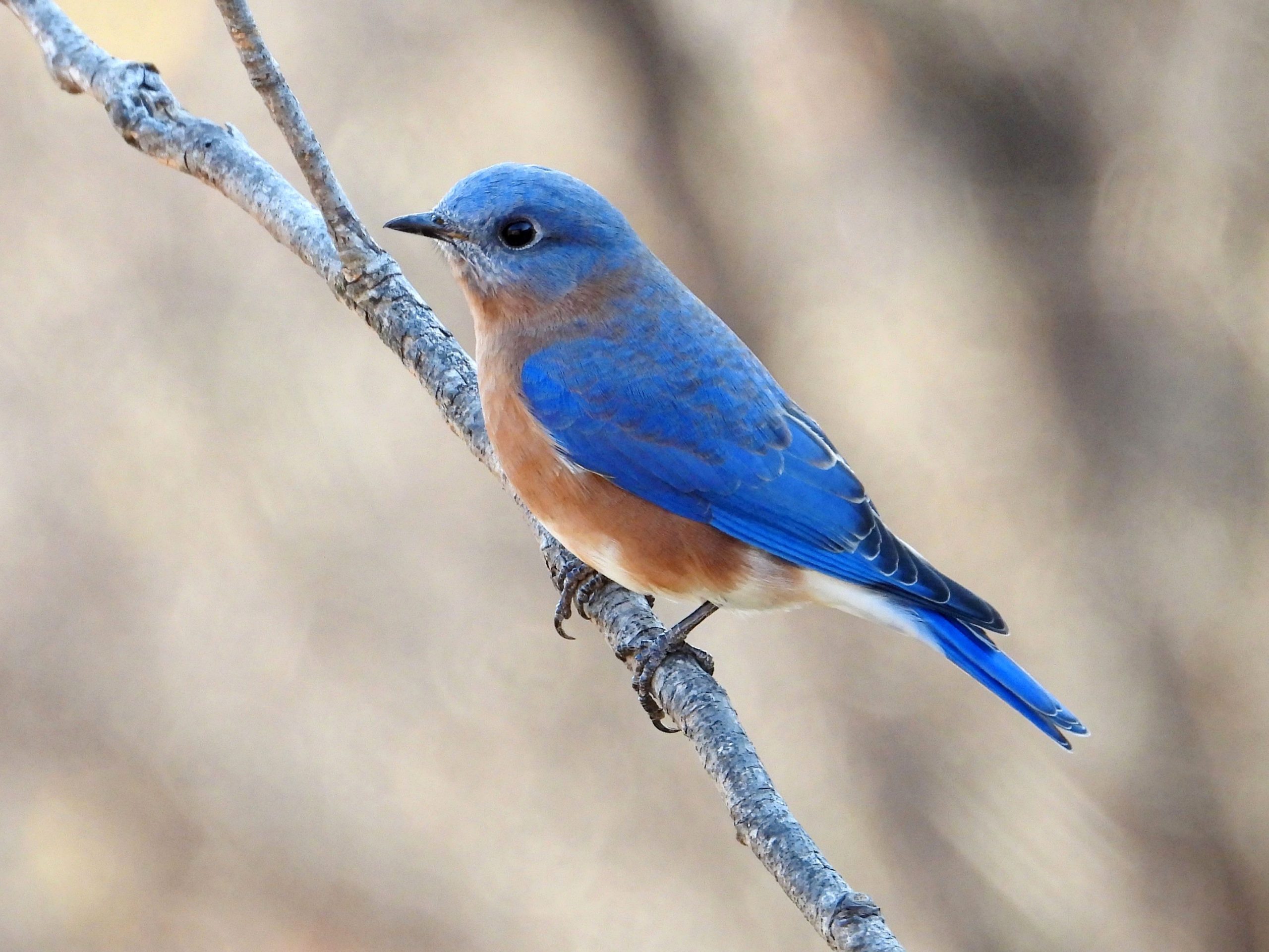 Eastern BluebirdPeosta, IA11/5/25
