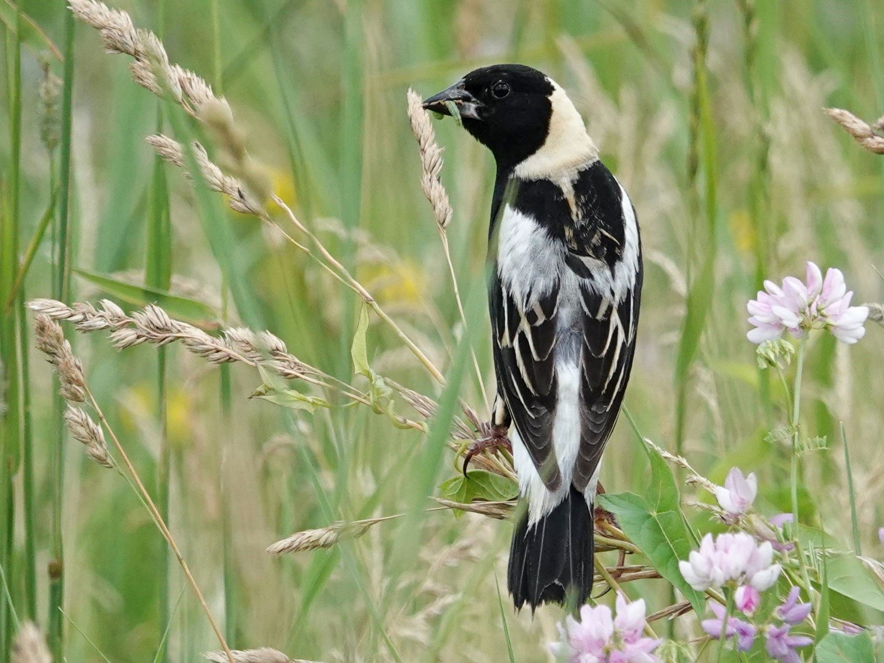 Bobolink (male)© Marty CorfmanDubuque Technology Park6/20/24