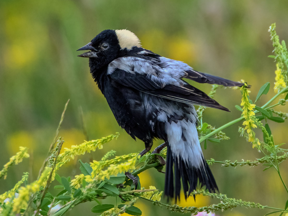 Bobolink (male)© Ken KissDubuque, IA6/20/18