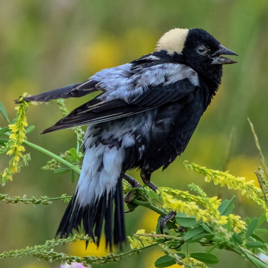 Bobolink (male)