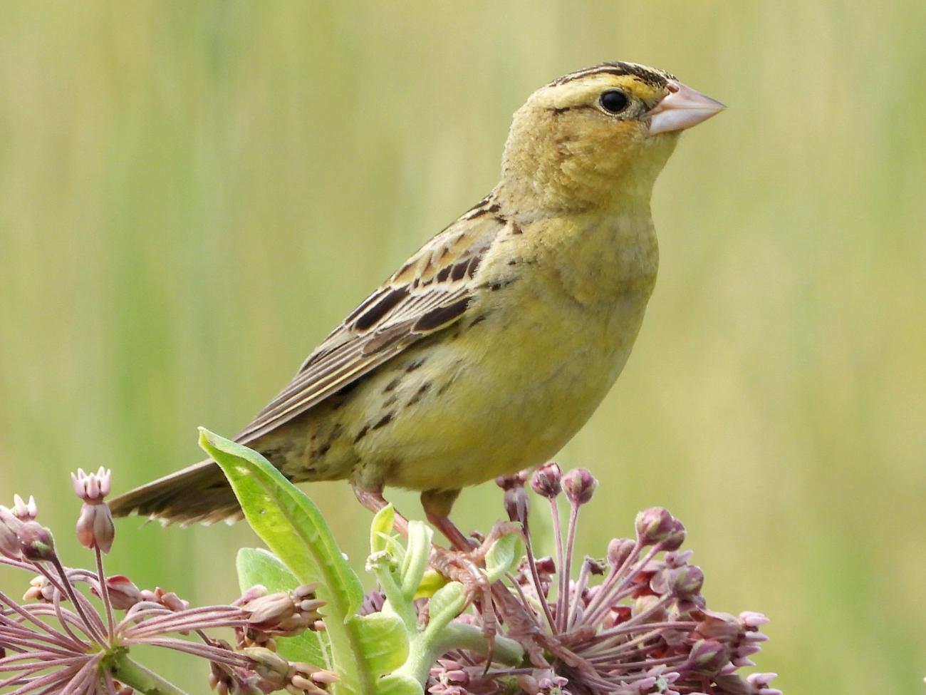 Bobolink