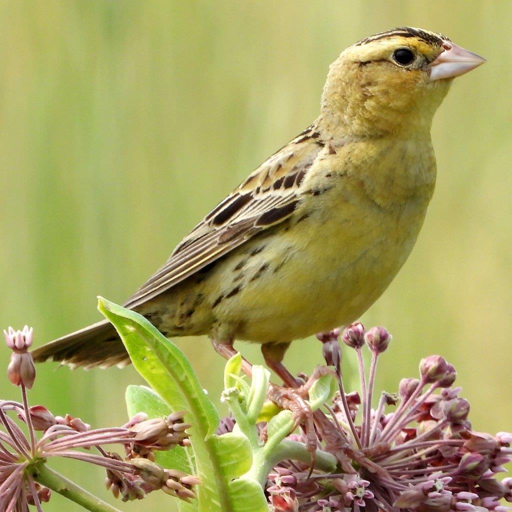 Bobolink