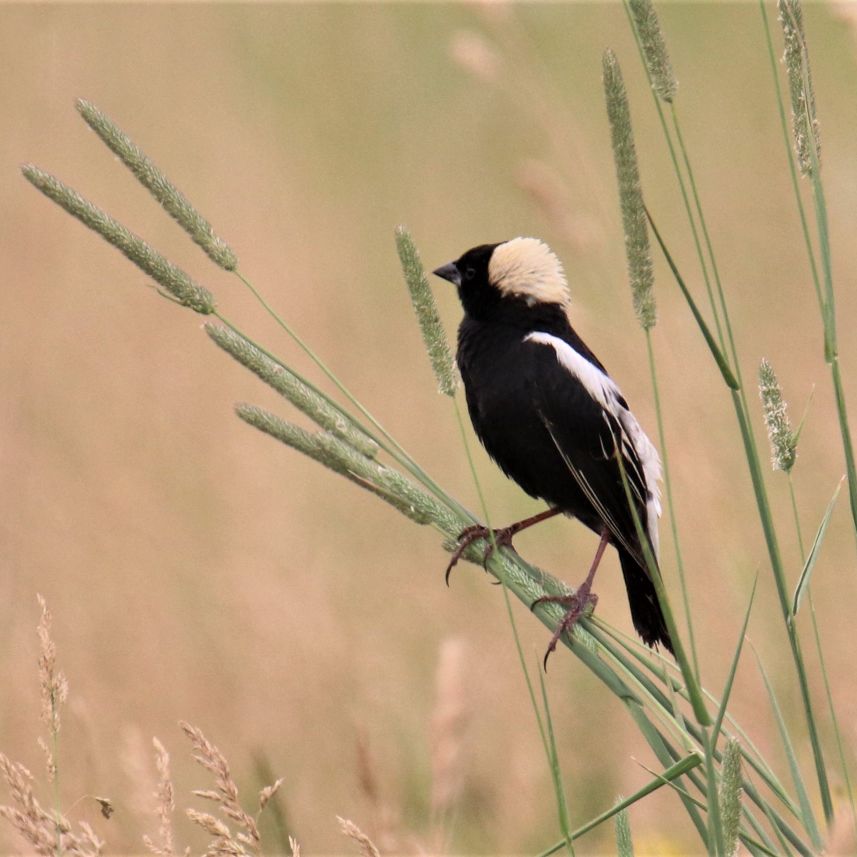 Bobolink