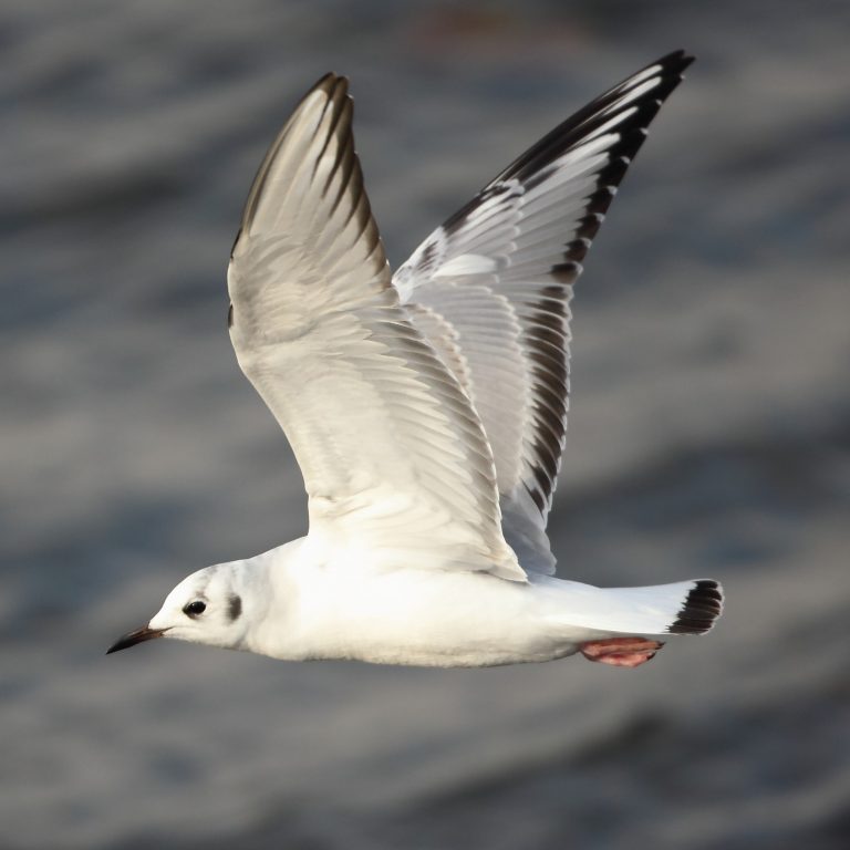 Bonaparte's Gull