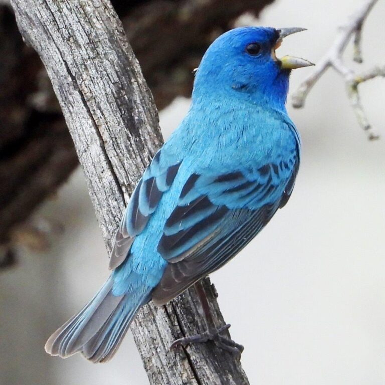 Indigo Bunting