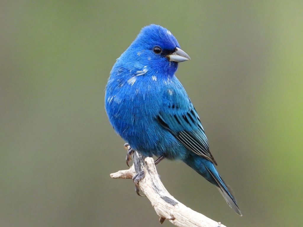 Indigo Bunting© Mary LeighPeosta, IA4/29/25