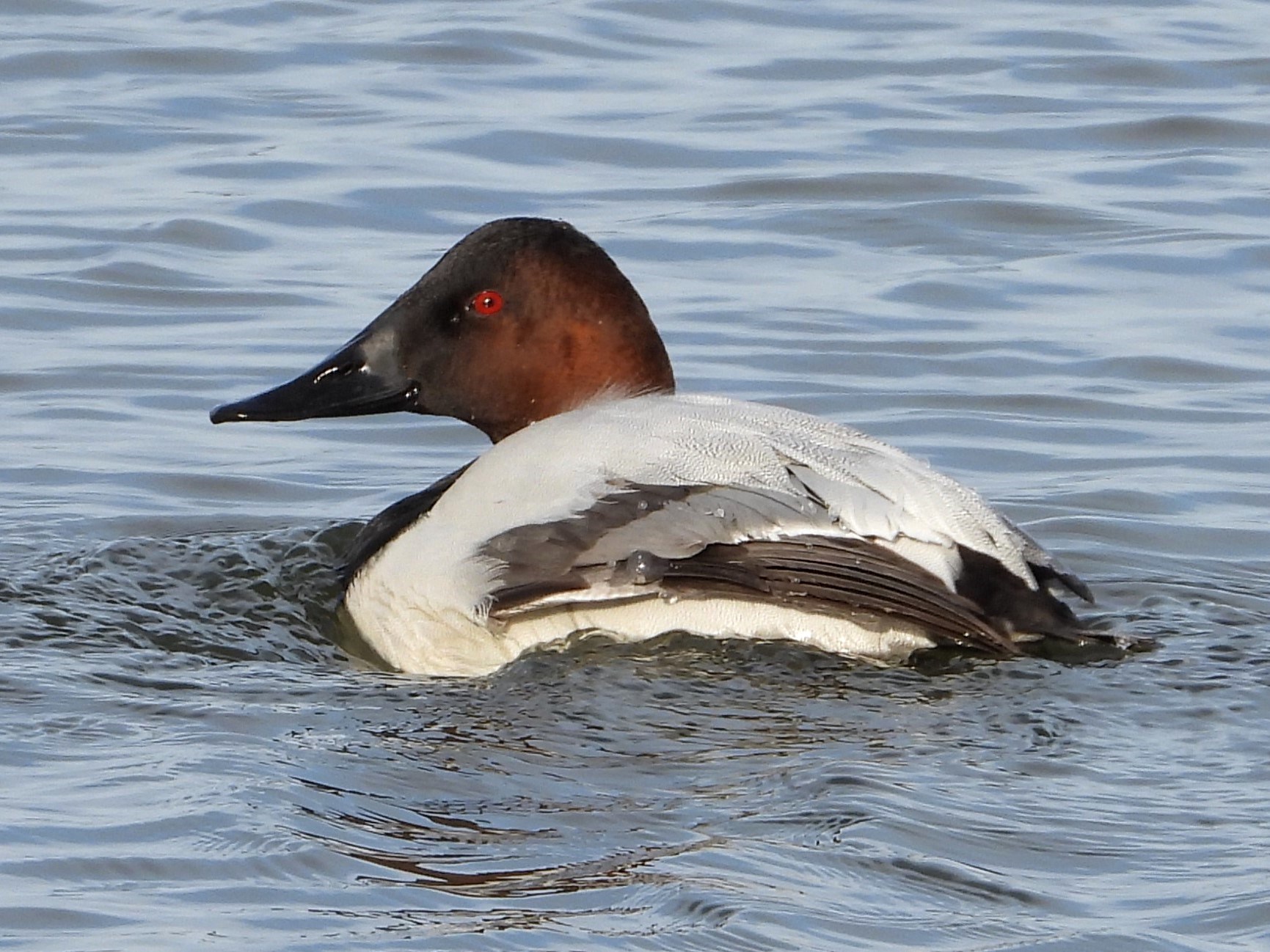 Canvasback