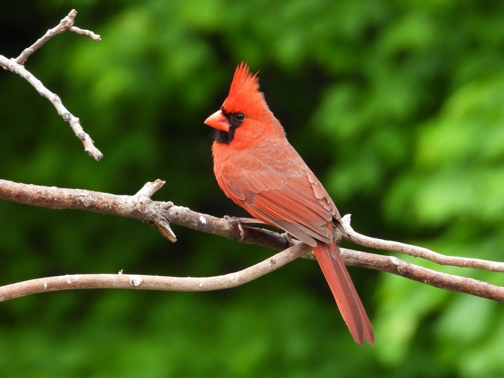 Northern Cardinal© Mary LeighPeosta, IA5/27/25