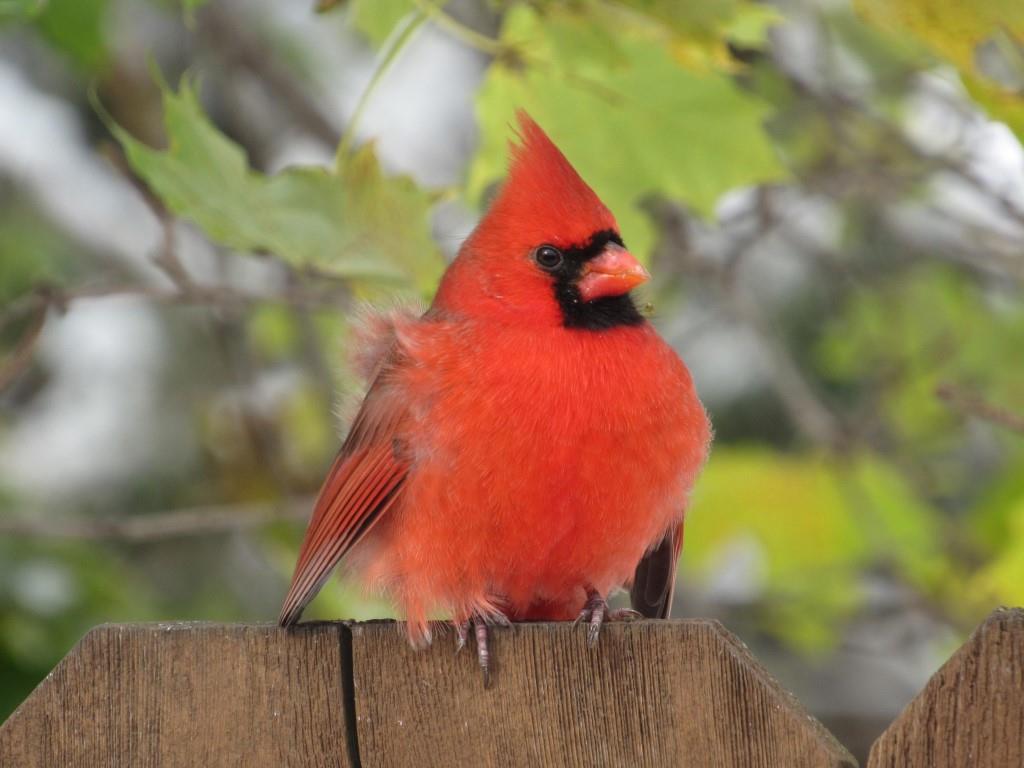 Northern CardinalDubuque, IA10/31/19© Marty Corfman