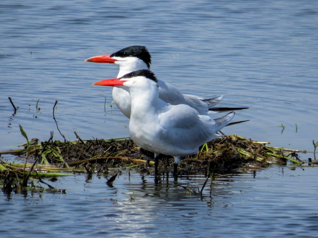 Caspian Tern© Marty CorfmanGreen Island WMA5/15/20