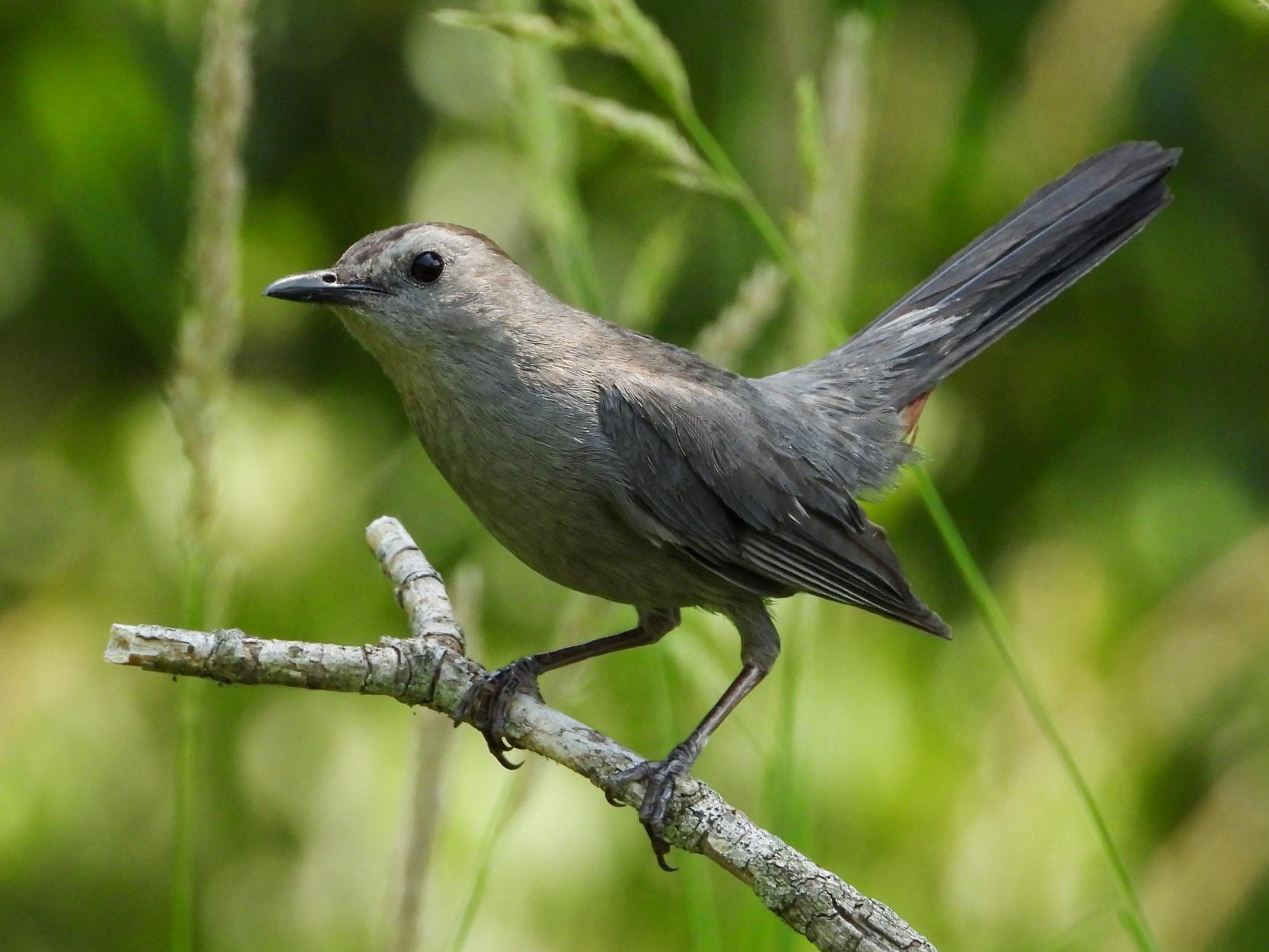 Gray Catbird© Mary LeighSwiss Valley Nature Center6/23/23
