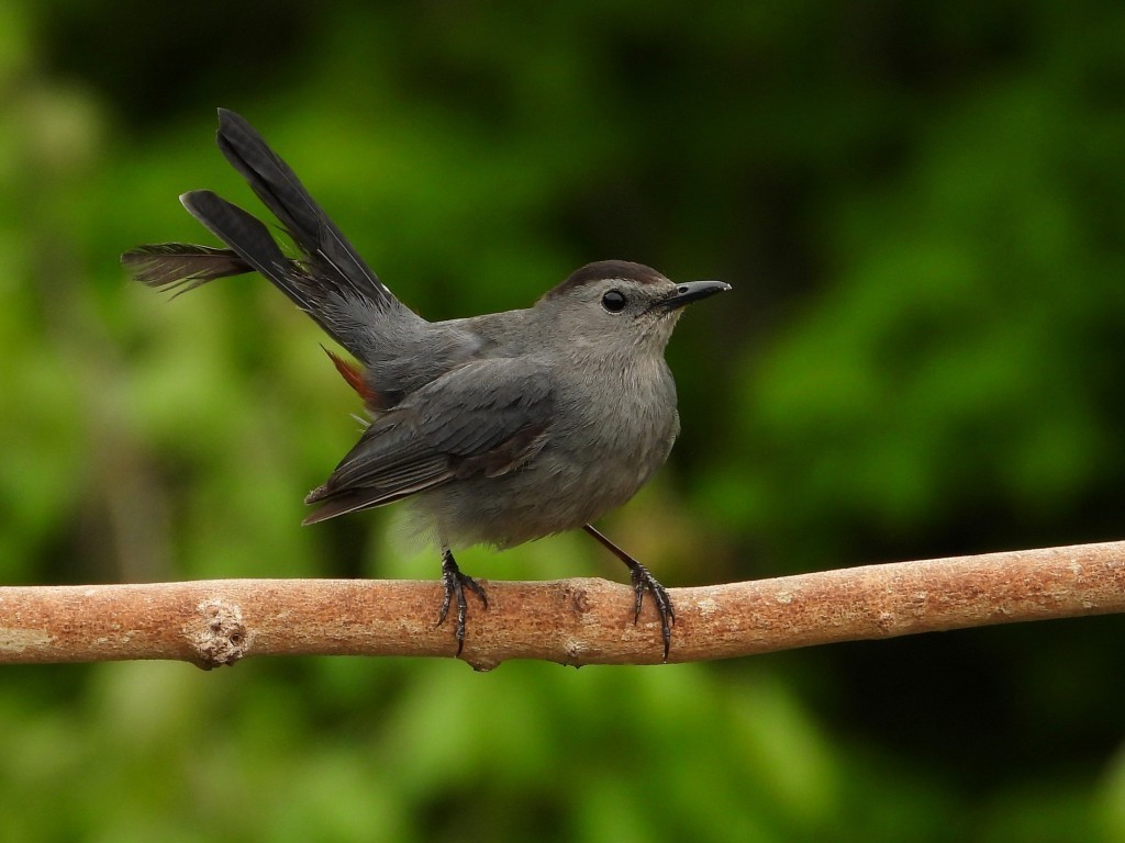 Gray Catbird© Mary LeighPeosta, IA5/27/25