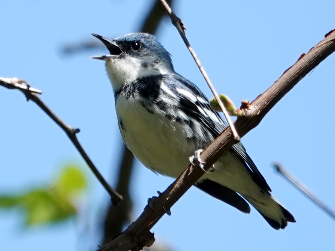 Cerulean Warbler