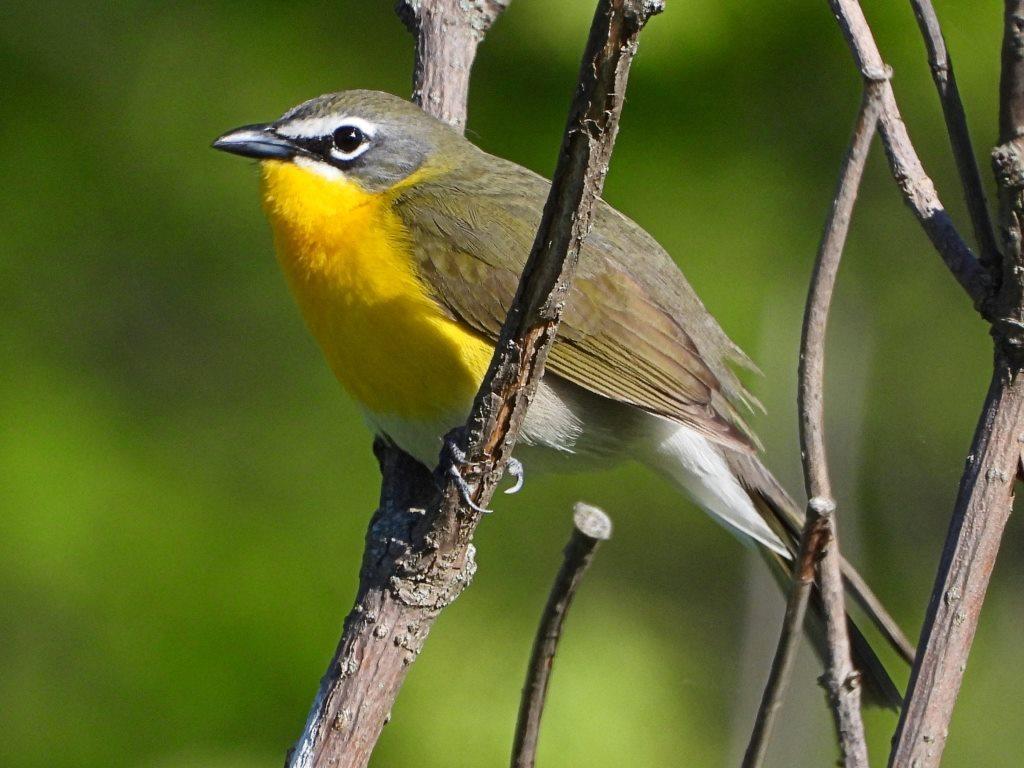 Yellow-breasted Chat
