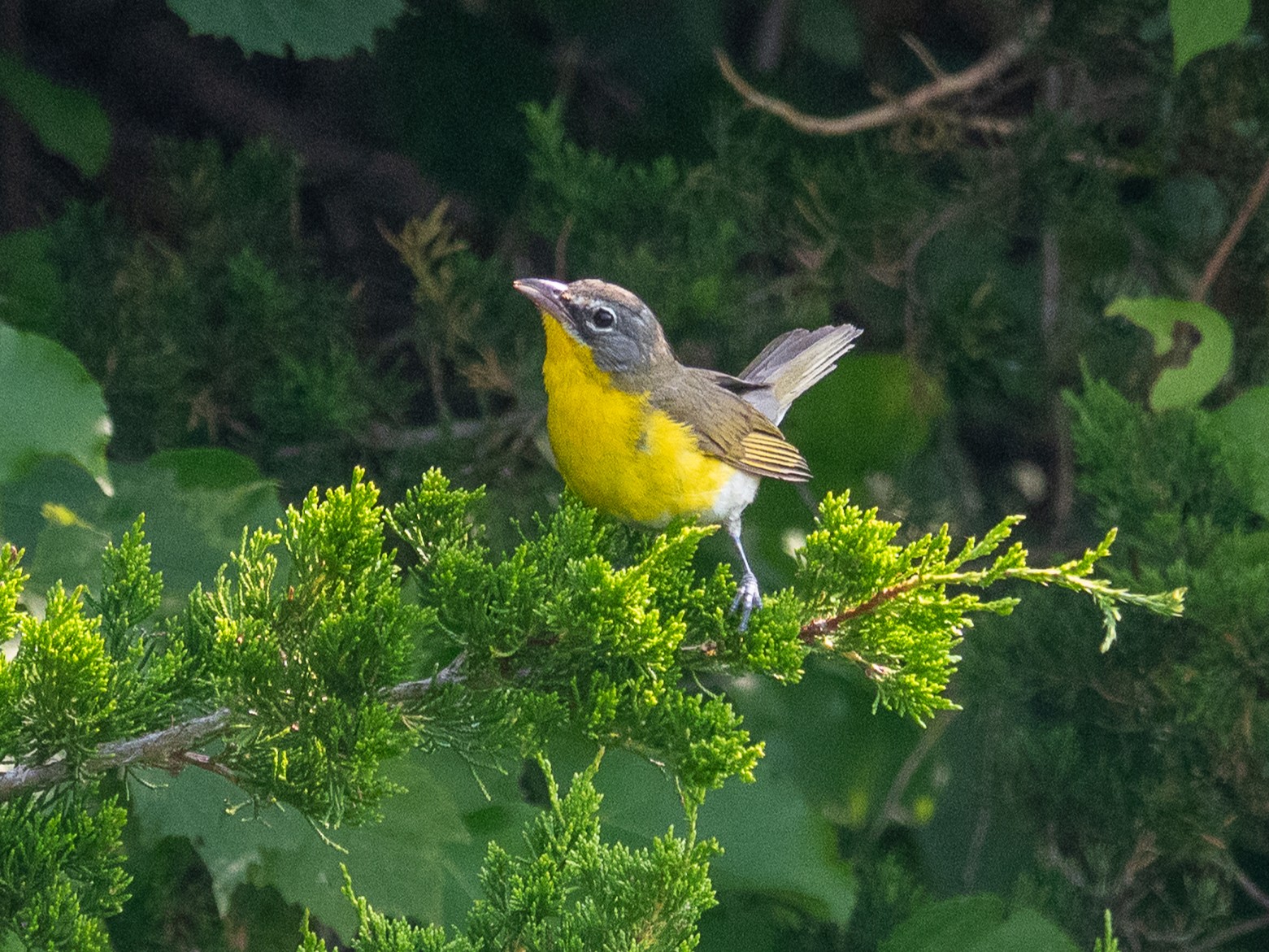 Yellow-breasted ChatMines of Spain SRA8/4/25© Marty Corfman