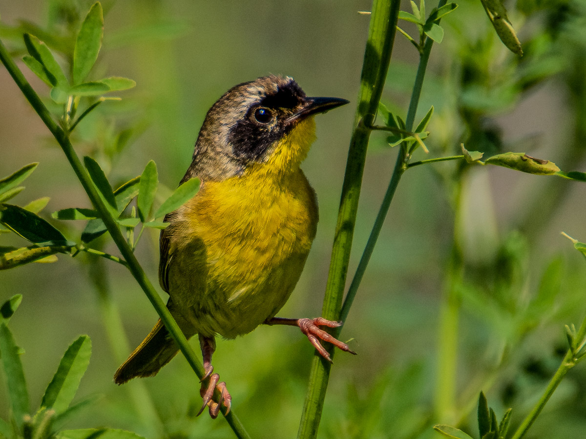 Common Yellowthroat© Ken KissMines of Spain SRA6/25/19