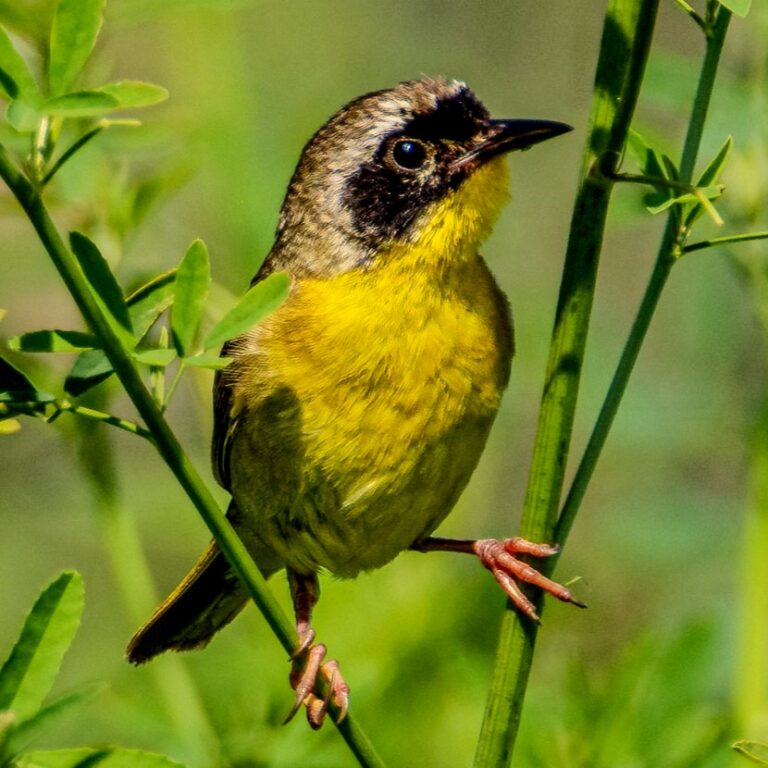 Common Yellowthroat