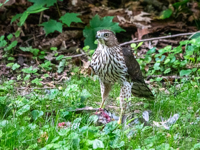 Cooper's HawkEagle Point Park8/27/25© Marty Corfman