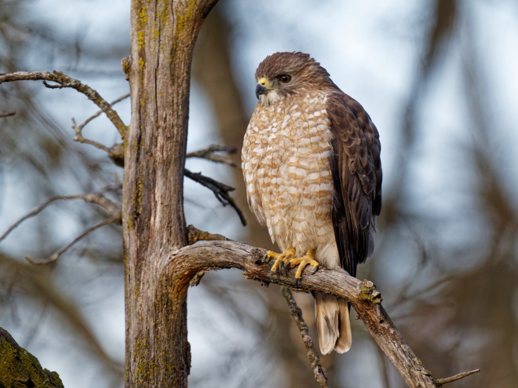 Broad-winged Hawk© Paul WinerLost Mound NWR4/19/25
