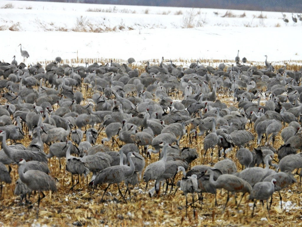 Sandhill Cranes
