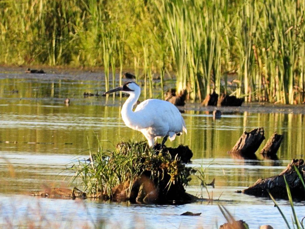 Whooping Crane