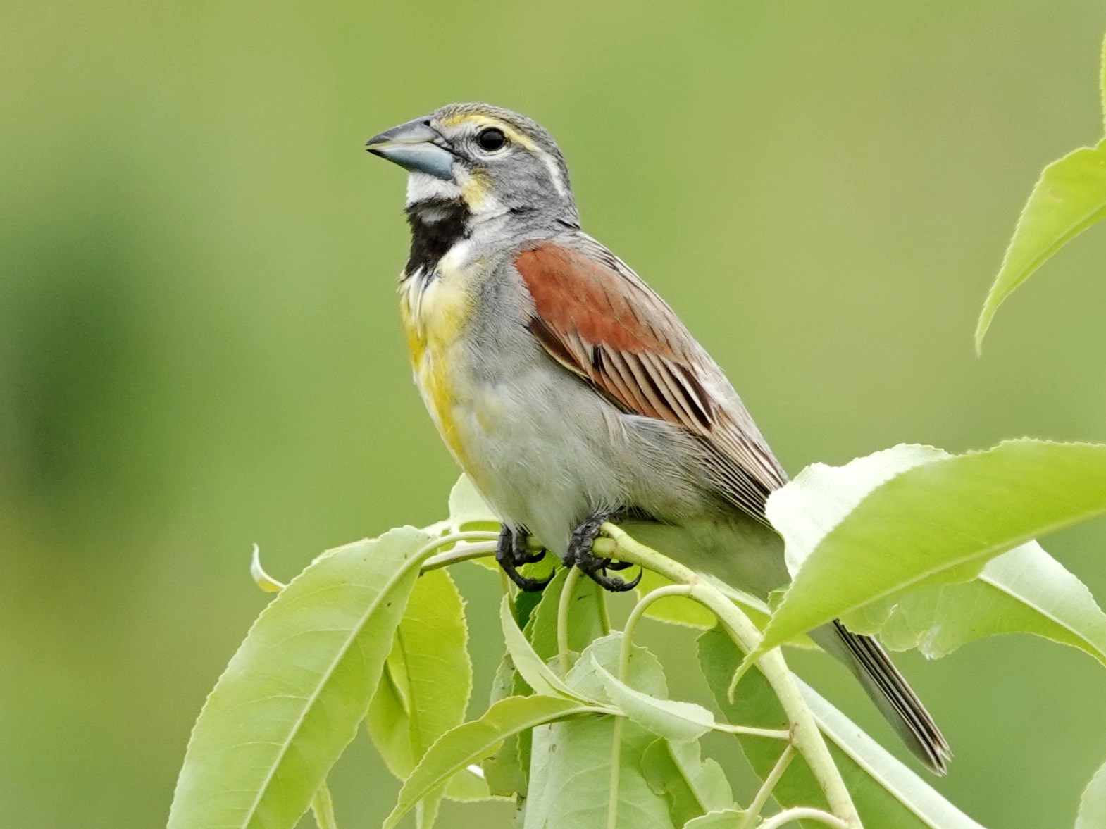 Dickcissel