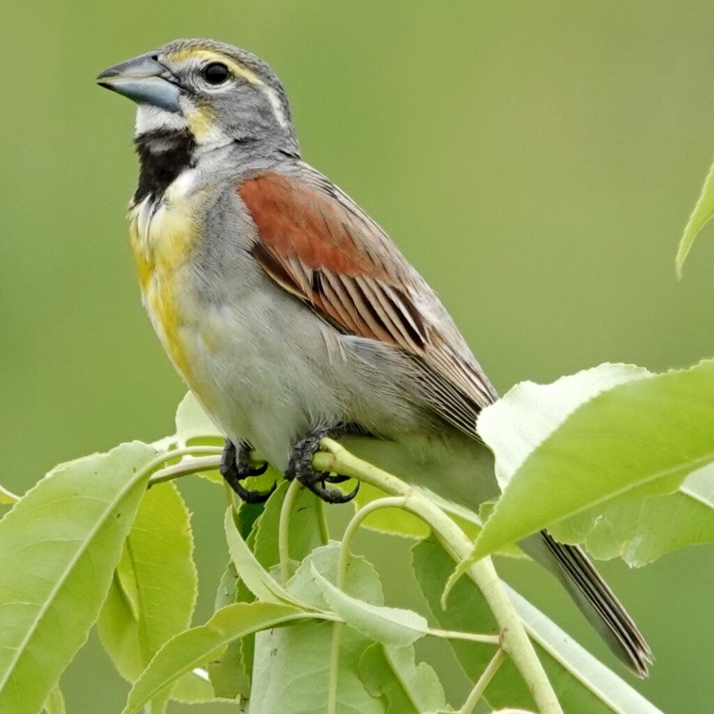 Dickcissel