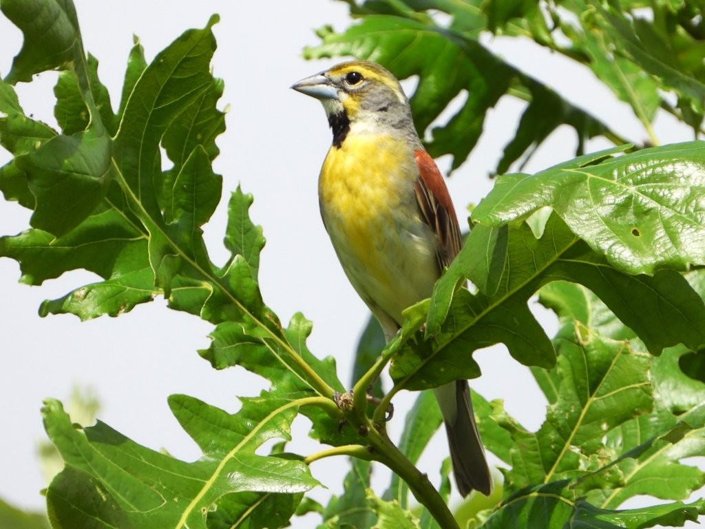 DickcisselWhitewater Canyon Wildlife Area6/6/26© Mary Leigh