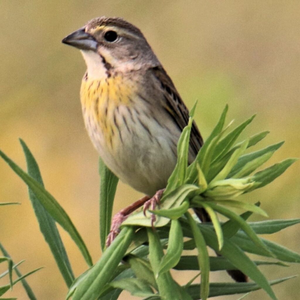 Dickcissel