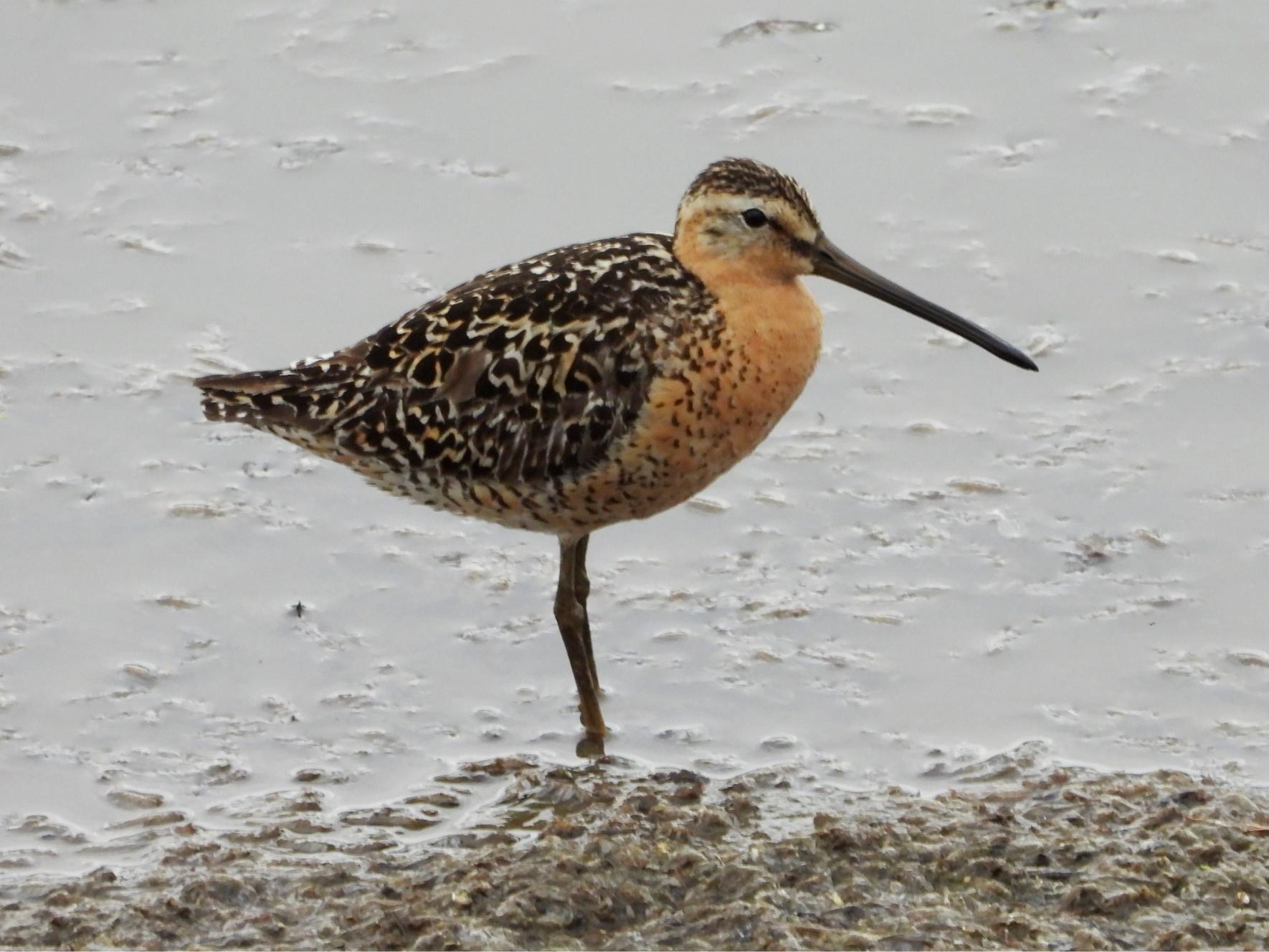Short-billed Dowitcher