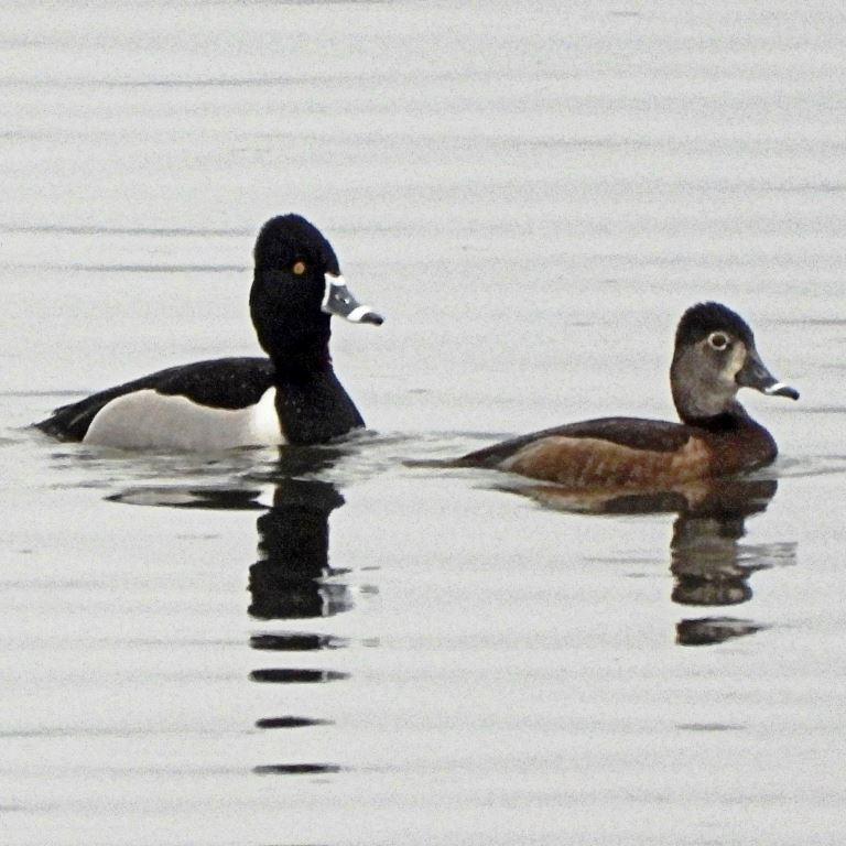 Ring-Necked Duck