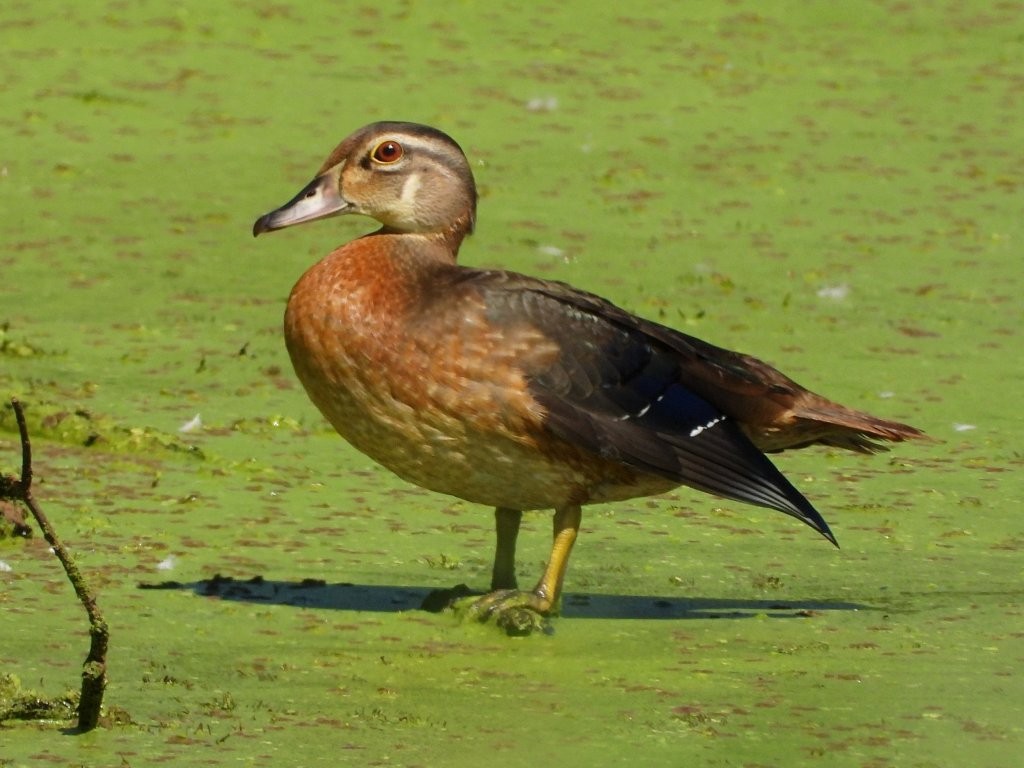 Wood DuckGreen Island WMA8/11/23© Mary Leigh