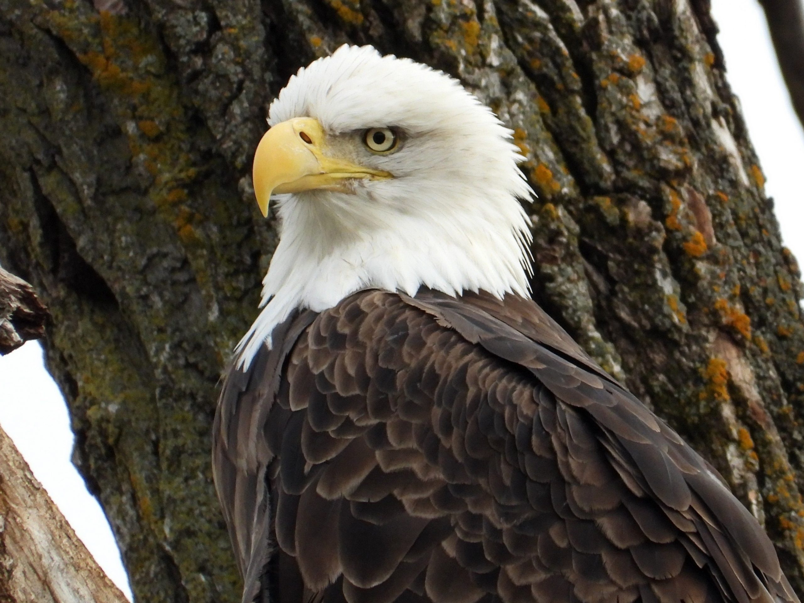 Bald EagleDeere Dike Park, Dubuque, IA10/25/25