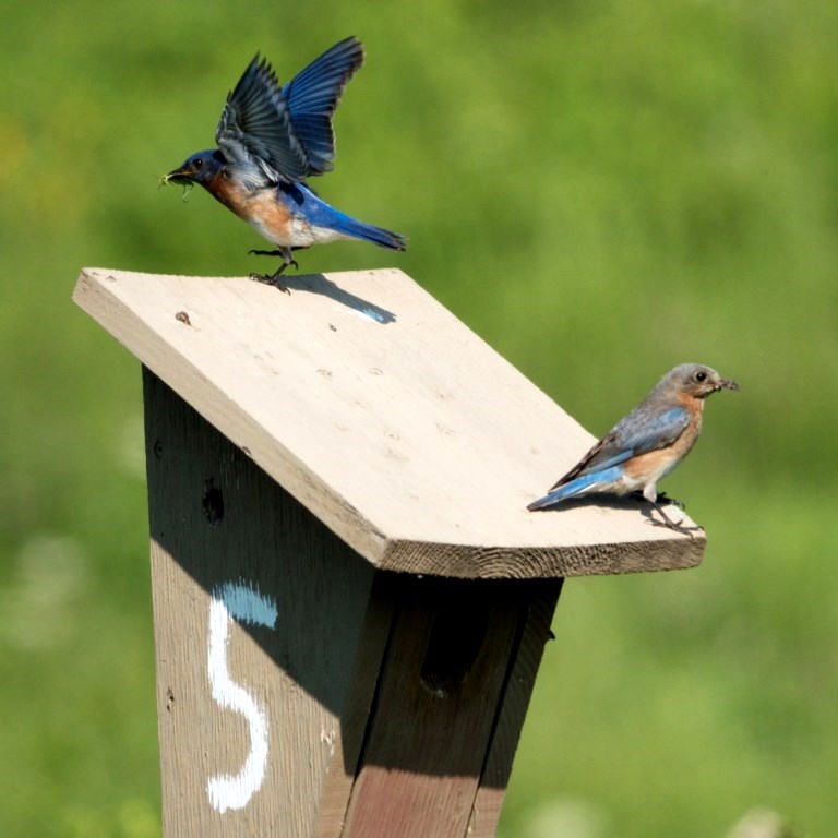 Eastern Bluebird