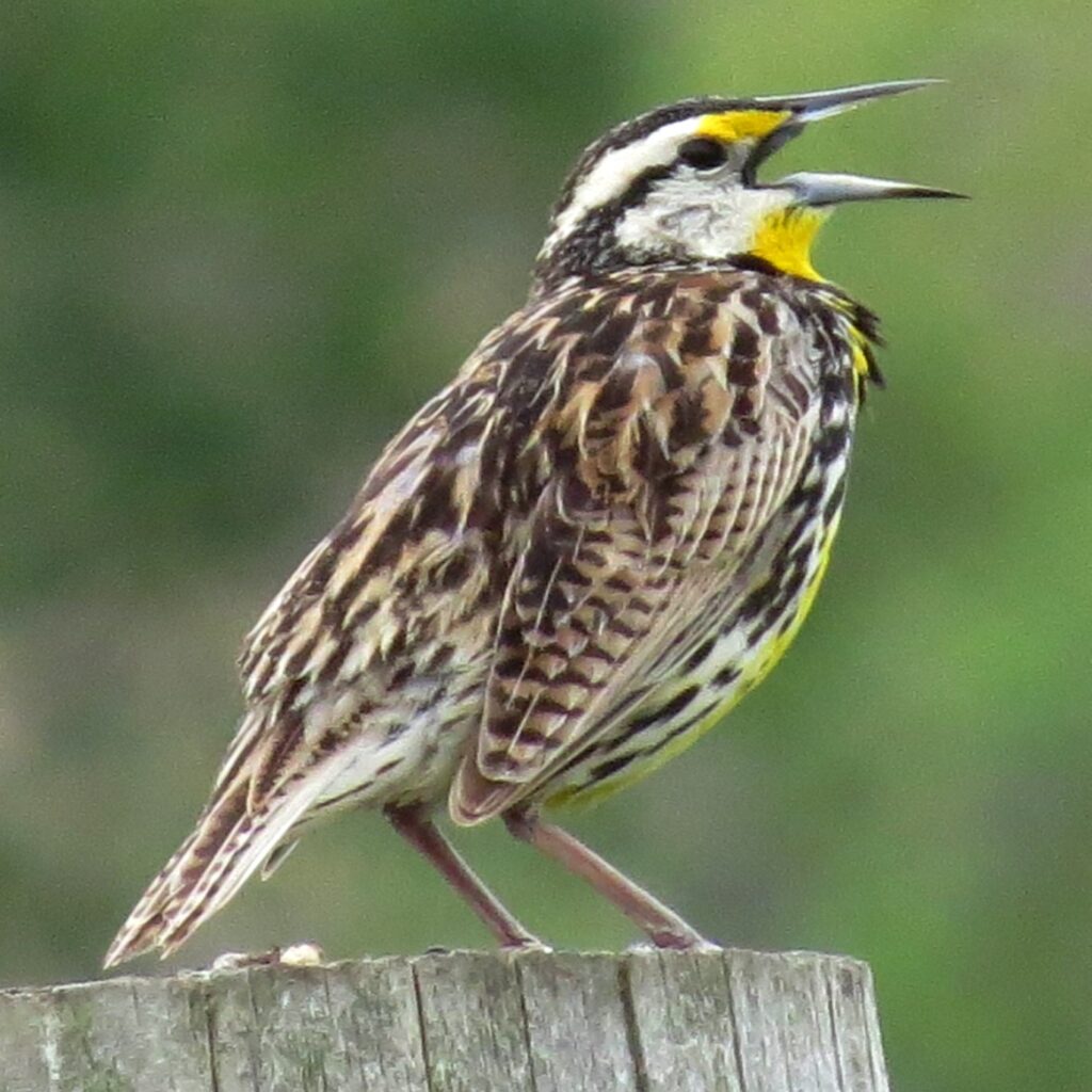 Eastern Meadowlark