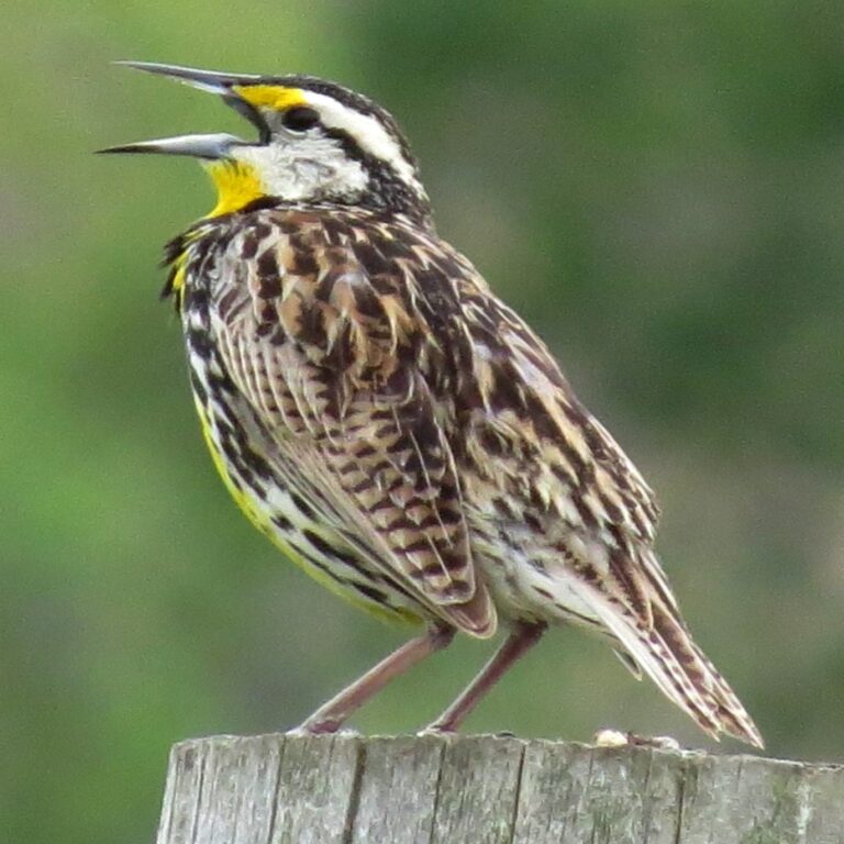 Eastern Meadowlark