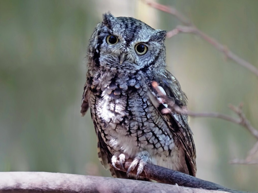 Eastern Screech Owl