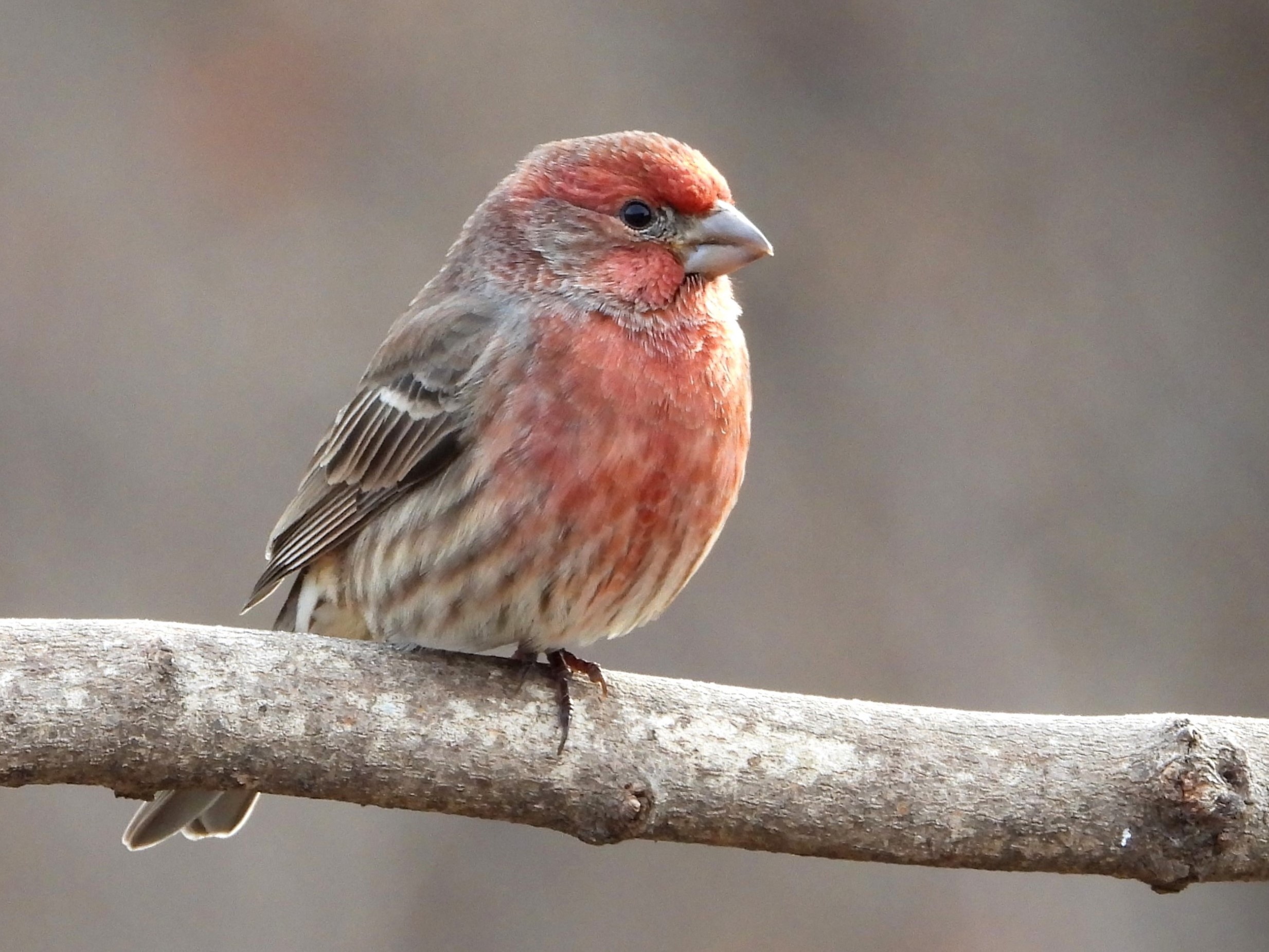 House FinchPeosta, Iowa11/30/24