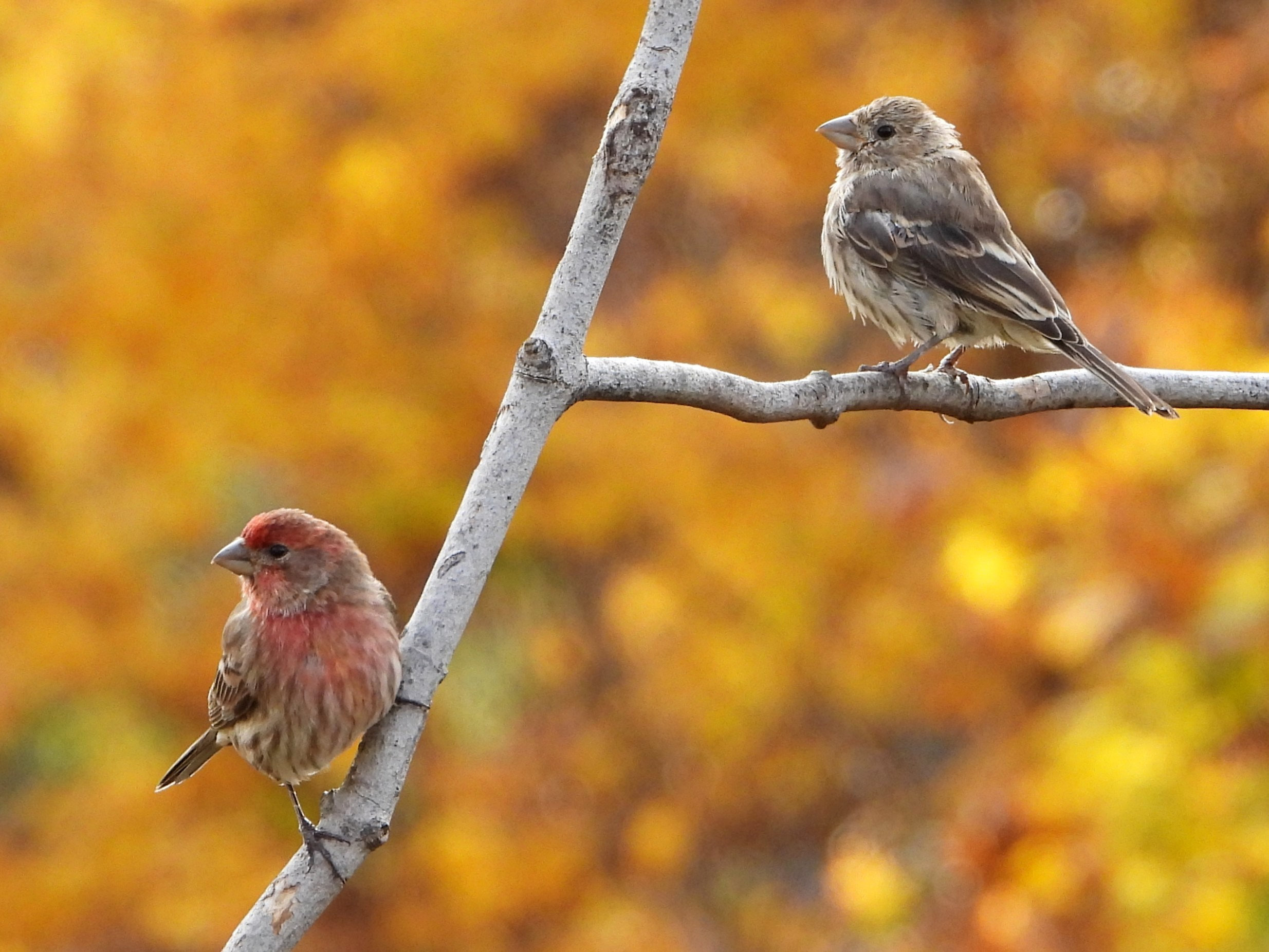House FinchPeosta, IA10/21/25