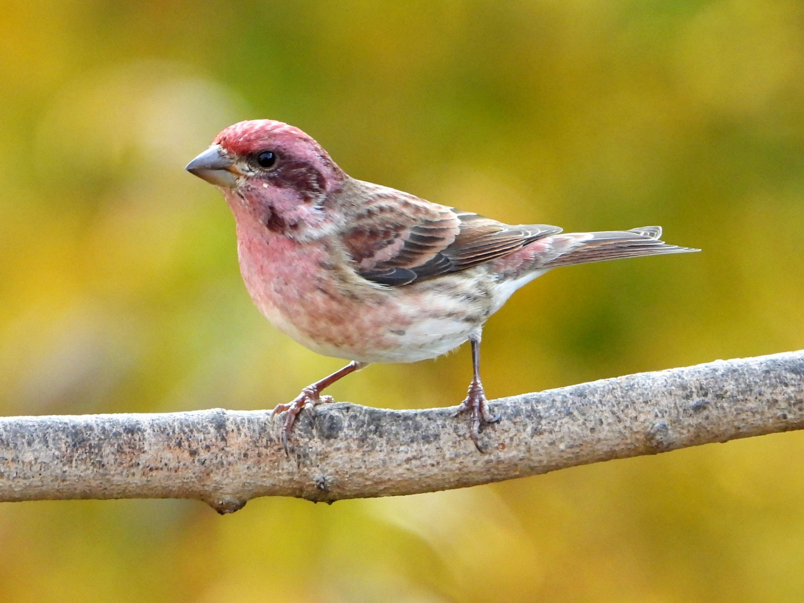 Purple FinchPeosta, IA10/21/25