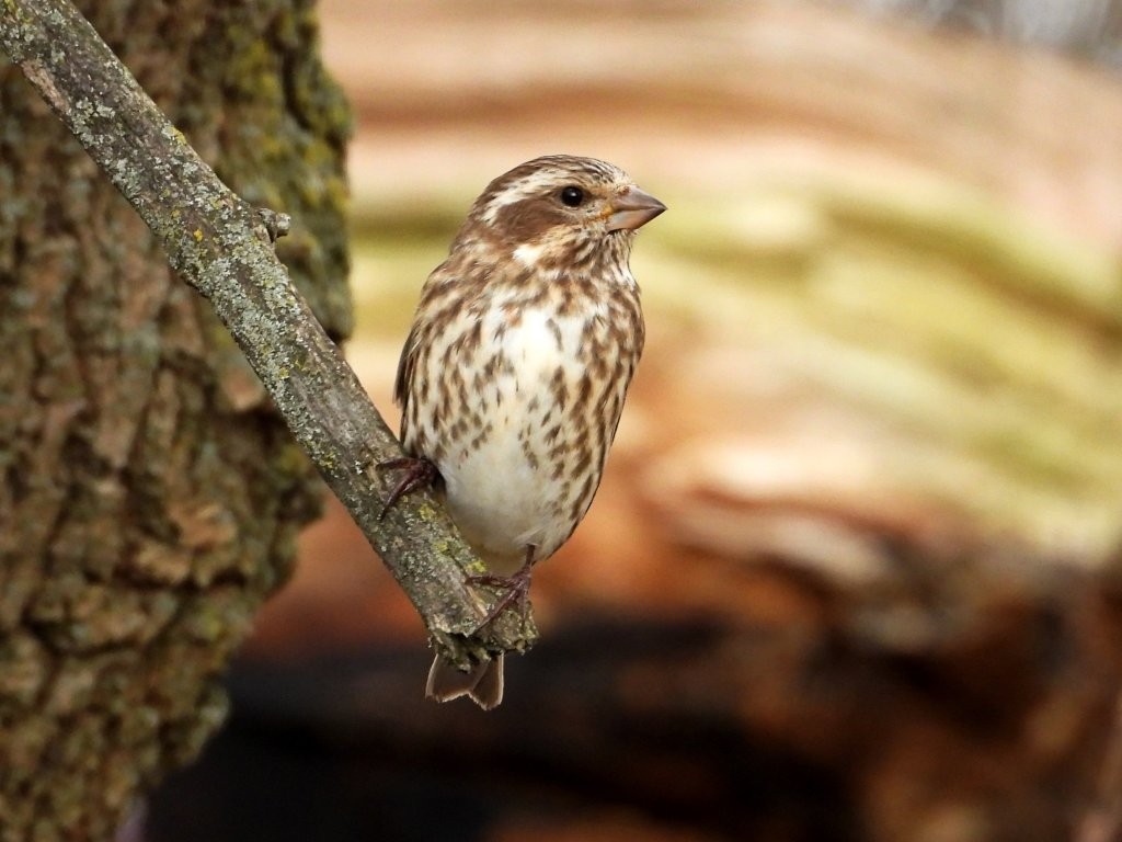 Purple FinchBernard, Iowa11/11/25