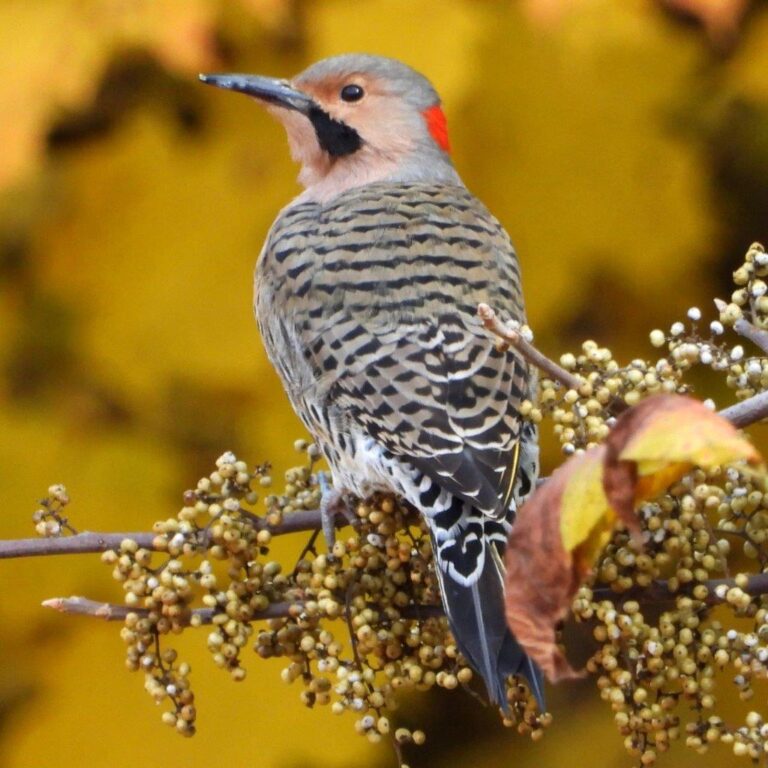 Northern Flicker