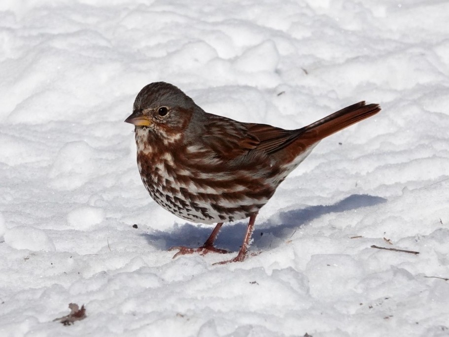 Fox SparrowMines of Spain3/17/26© Marty Corfman